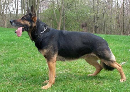 German Shepherd Dog Level 3 Protection Dog For Sale