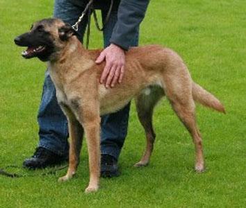 German Shepherd Dog Level 3 Protection Dog For Sale