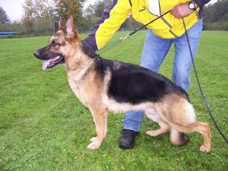 Germany Import German Shepherd Solid Black Male Personal Protection Dog For Sale