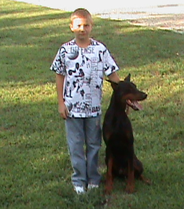German Shepherd Dog Level 3 Protection Dog For Sale