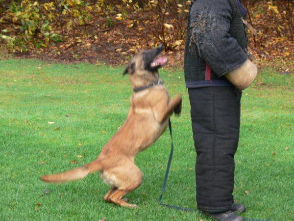 Boss | Belgian Malinois | Police K9