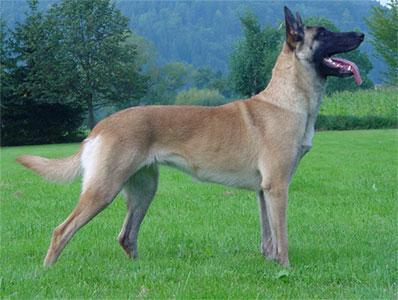 German Shepherd Dog Level 3 Protection Dog For Sale