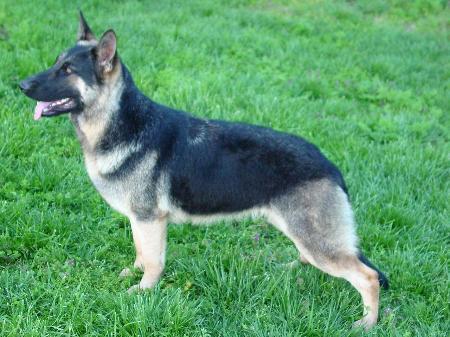German Shepherd Dog Level 3 Protection Dog For Sale