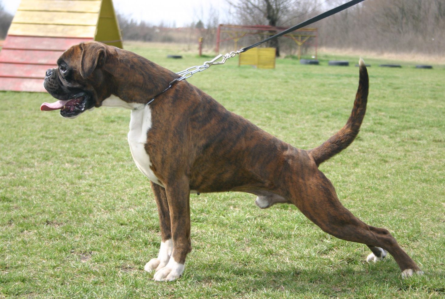 German Boxer Dog Level 3 Protection Dog For Sale