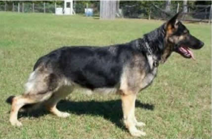 German Shepherd Dog Level 3 Protection Dog For Sale