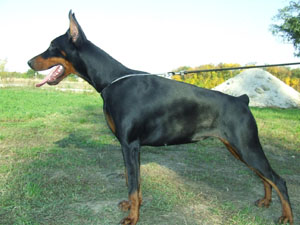 German Dobermann Level 2 Protection Dog For Sale