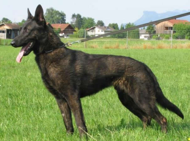 German Import Personal Protection German Shepherd For Sale