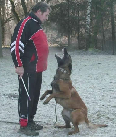 Dual Purpose Police K9 Belgian Malinois Import For Sale