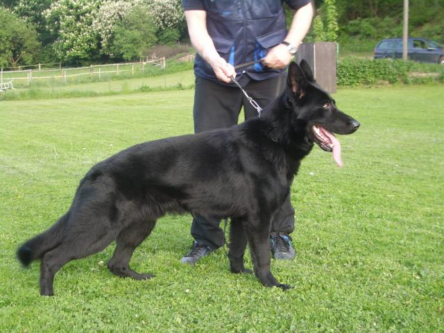 Germany Import German Shepherd Solid Black Male Personal Protection Dog For Sale