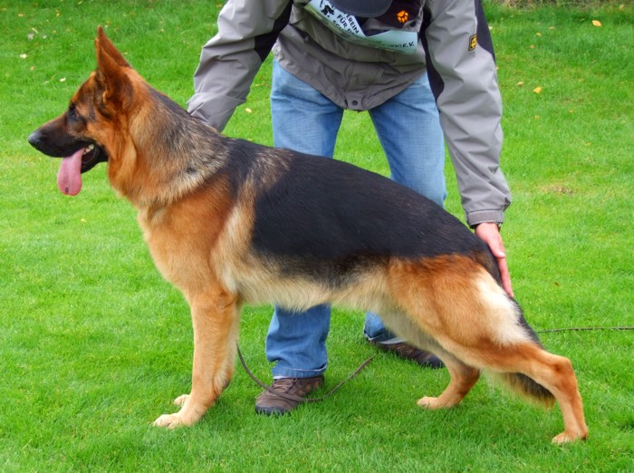 German Shepherd Dog Level 3 Protection Dog For Sale