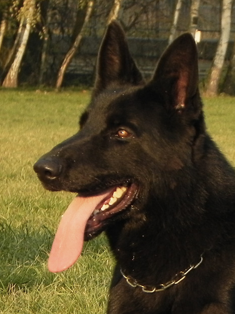 Lex • Dual Purpose Patrol & Explosives Detection K9 • German Shepherd • For Sale Saxon • Dual Purpose Patrol & Explosives Detection K9 • German Shepherd • For Sale