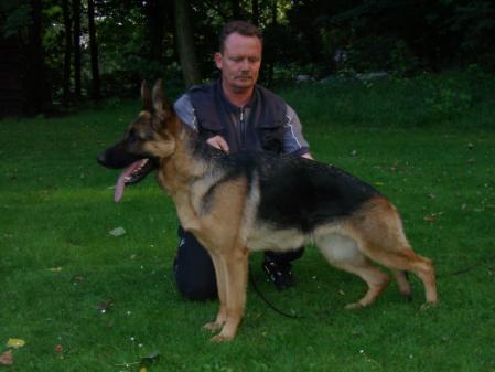 German Shepherd Dog Level 3 Protection Dog For Sale