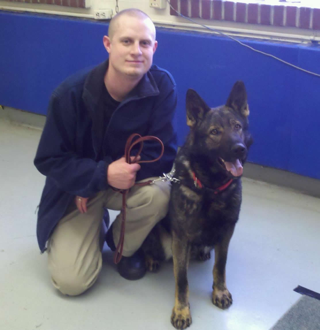 Dual Purpose Police K9 Belgian Malinois Import For Sale