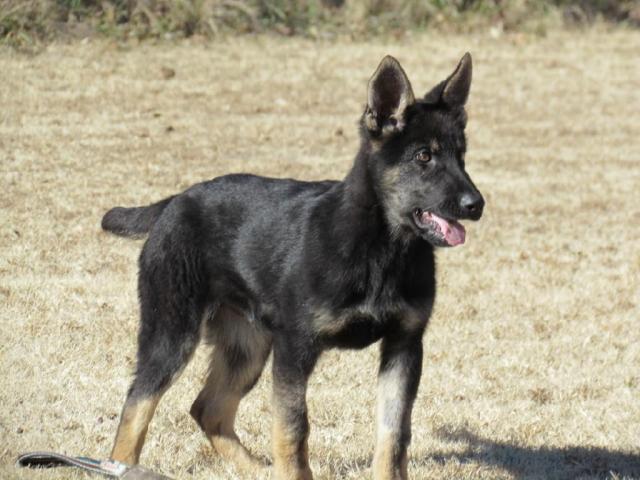 Germany Import German Shepherd Solid Black Male Personal Protection Dog For Sale