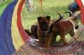 Belgian Malinois Puppies For Sale & Adoption