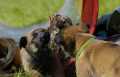 Belgian Malinois Puppies For Sale & Adoption