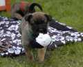 Boss | Belgian Malinois | Police K9