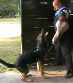 K9 Kurt • Dual Purpose Police K9 • German Shepherd • For Sale