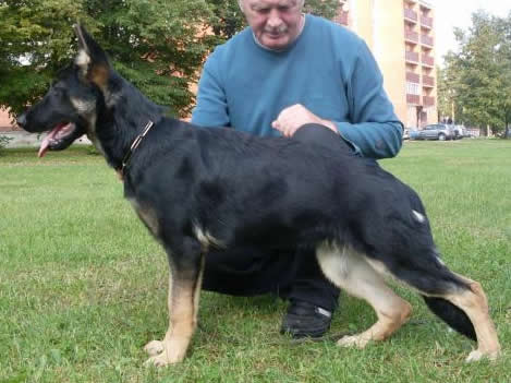 Abbie • Personal Protection Dog • German Shepherd • For Sale