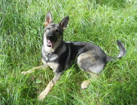 Afra • Family Protection Dog • German Shepherd • For Sale