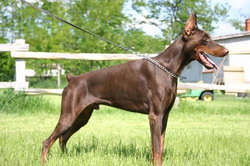 dobermann family protection dog for sale - argus
