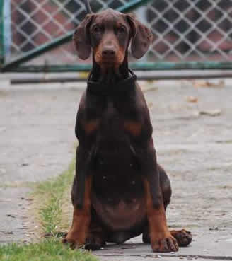 Annabell - Family Protection Dog - Dobermann - Import - For Sale