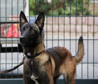 Annie • Personal Protection Dog •  Belgian Malinois • For Sale