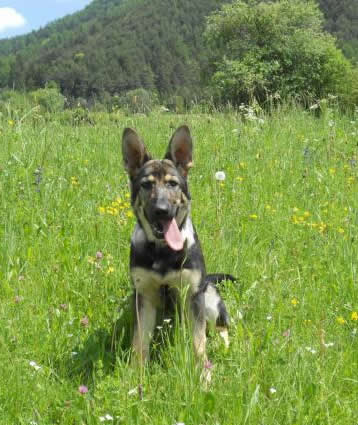 Astra • Family Protection Dog •  German Shepherd • For Sale