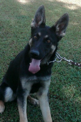 Astro • Personal Protection Dog • German Shepherd • For Sale