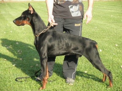 Axel - Dobermann Executive Protection Dog For Sale - Axel