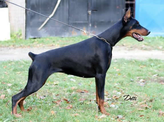 Axi - Dobermann Personal Protection Dog For Sale - Axi