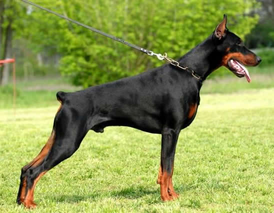 Boss - Personal Protection Dog - Dobermann - Import - For Sale