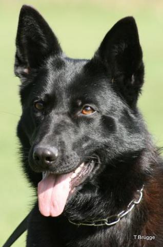 Britt • Personal Protection Dog • German Shepherd • For Sale