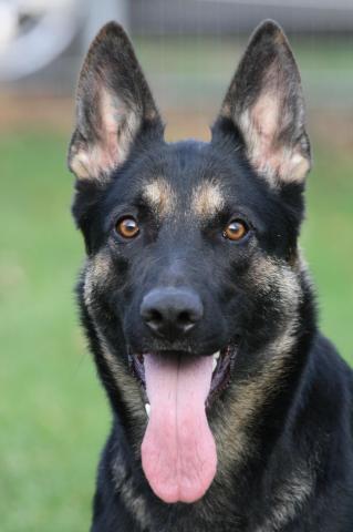 Durk • Personal Protection Dog • German Shepherd • For Sale