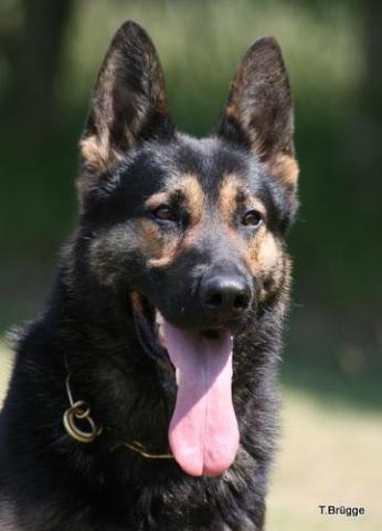 Durk • Personal Protection Dog • German Shepherd • For Sale