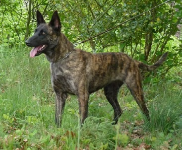 Eewok • Personal Protection Dog • Dutch Shepherd • For Sale