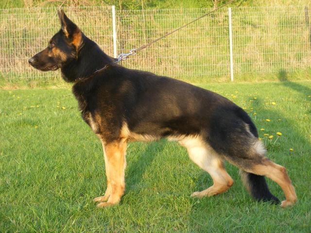 Elvis • Personal Protection Dog • German Shepherd • For Sale