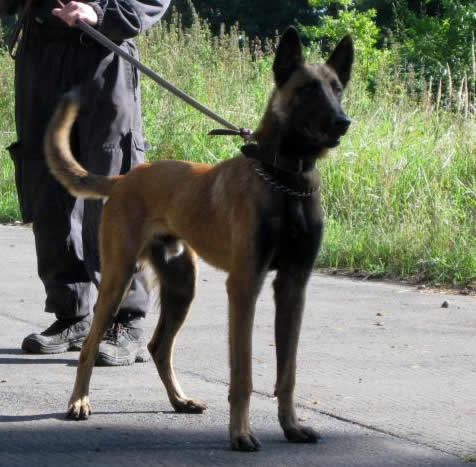 Eros • Family & Personal Protection Dog • Belgian Malinois • For Sale