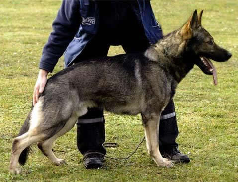 Falko • Personal Protection Dog • German Shepherd • For Sale