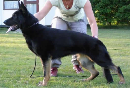 Gjeena • Personal Protection Dog • German Shepherd • For Sale