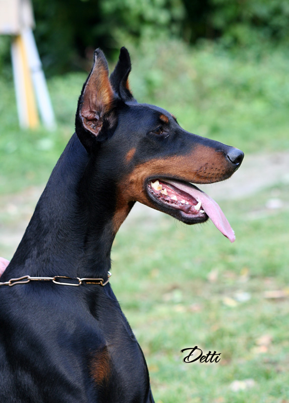 Detti - Personal Protection Dog - Dobermann - Import - For Sale