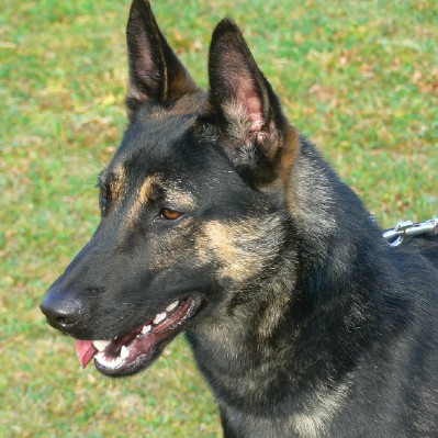 Ali • Dual Purpose Narcotics Detection and Patrol Police K9 • Dutch Shepherd • For Sale