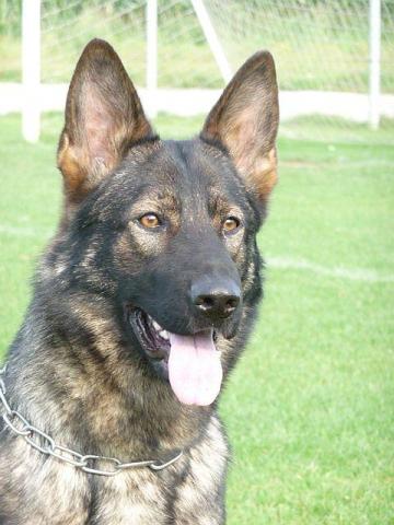Jesi • Personal Protection Dog • German Shepherd • For Sale