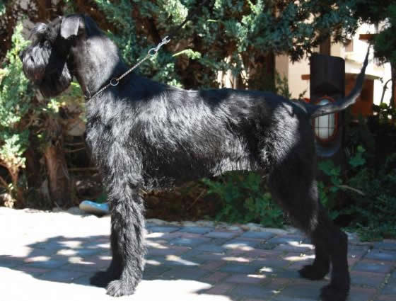 Kenya Giant Schnauzer protection dog for sale