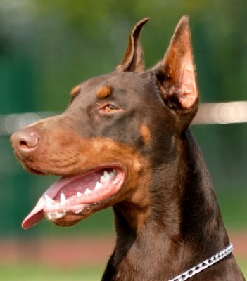 Level 3 Personal Protection Certified Belgian Malinois For Sale - A-tom