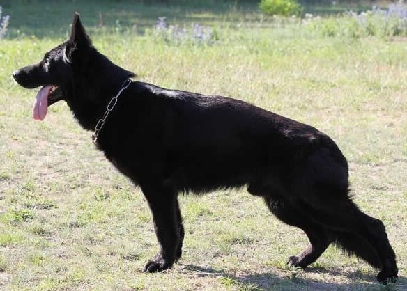 Lero • Personal Protection Dog • German Shepherd • For Sale