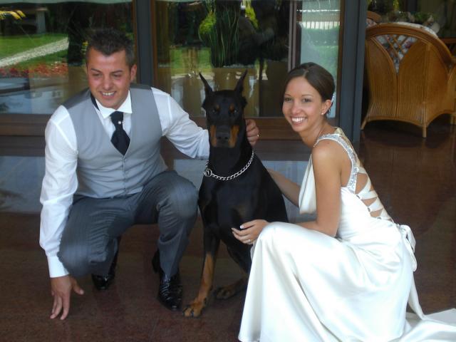 Lex - Dobermann Executive Protection Dog For Sale - Lex