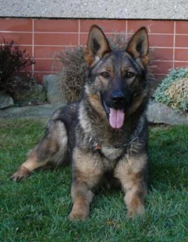 Luna • Personal Protection Dog • German Shepherd • For Sale