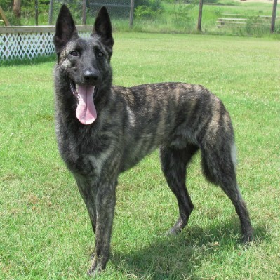 Level 3 Personal Protection Certified Belgian Malinois For Sale - A-tom
