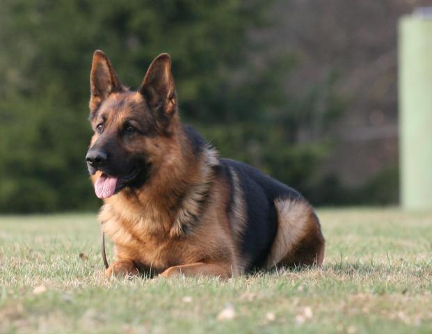 Merlin • Personal Protection Dog • German Shepherd • For Sale